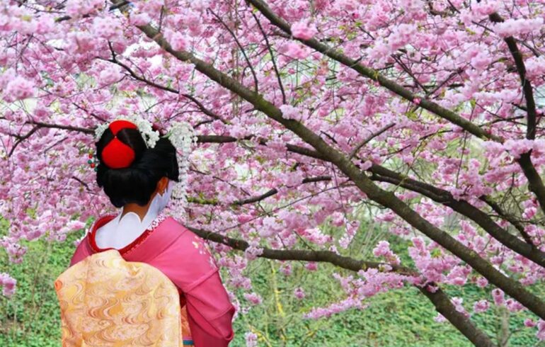 Kirskebærblomstring i Japan