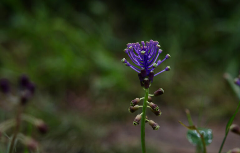 Vandringer Cinque Terre, Italia